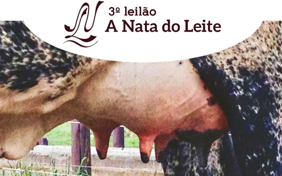 Descubra o Sucesso do 3º Leilão “A Nata do Leite”: Destaque para Vacas Girolando de Alto Mérito Genético